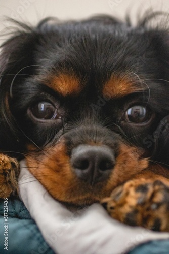 Cavalier Ready for Bed photo