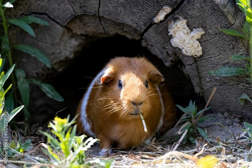 Bilde på lerret Close up of portrait of an orange guinea pig near a burrow in the sunlight