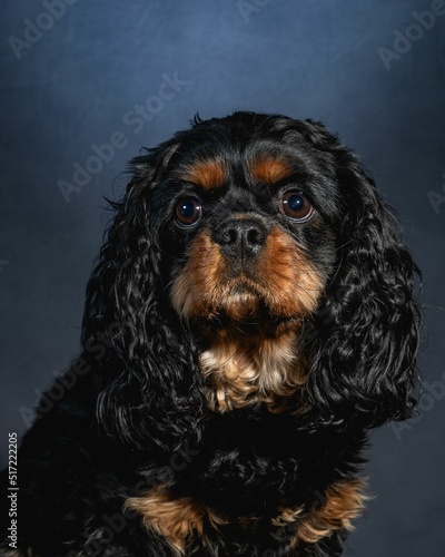 Cavalier King Charles Portrait photo