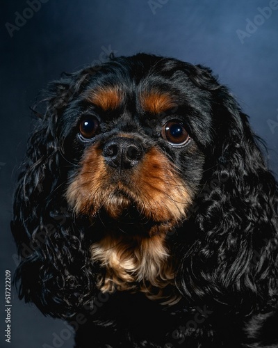 Cavalier King Charles Portrait photo