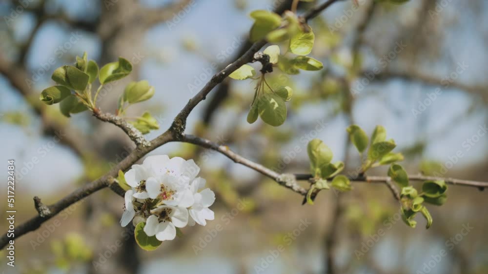 Spring apple flowers on apple branch trees blossom in the garden. Close-up apple blossom flower. Beautiful white flowers. Spring apple flowers on apple branch trees blossom in the garden. Close-up apple blossom flower. Beautiful white flowers.