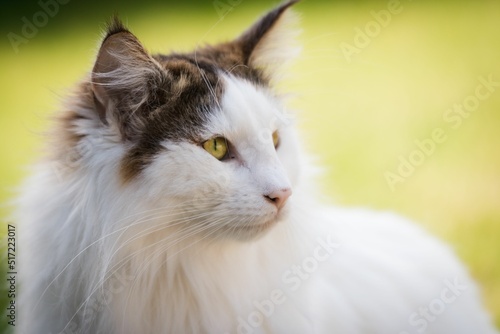 Schilderij op canvas Closeup of adorable Norwegian Forest cat on blur green background