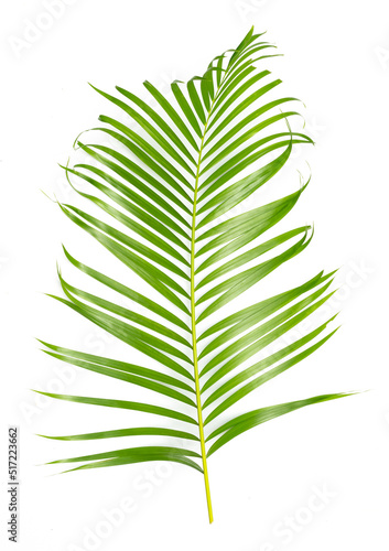 Tropical green palm leaves