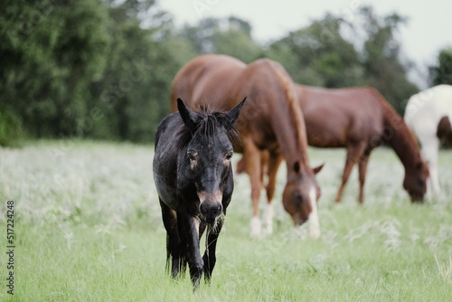 Quarter horses on Texas ranch with mini mule closeup walking through field during rain weather.