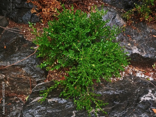 Buxus microphylla in the park