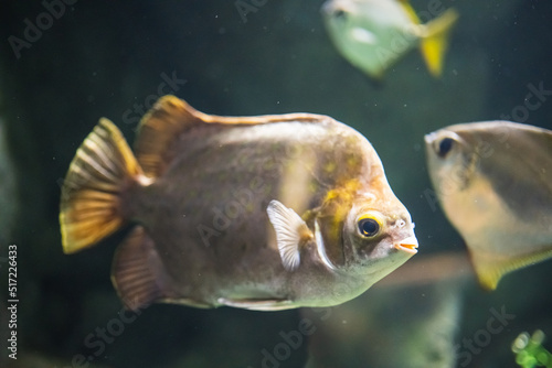 Closeup shot of spotted scat (Scatophagus argus) in the water photo