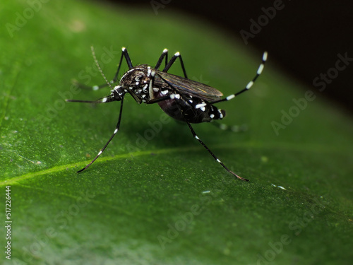 close-up of mosquito on water surface © Indra