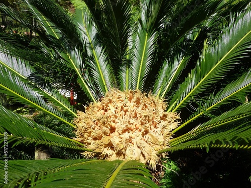 Closeup shot of growing lush palm with cycads photo