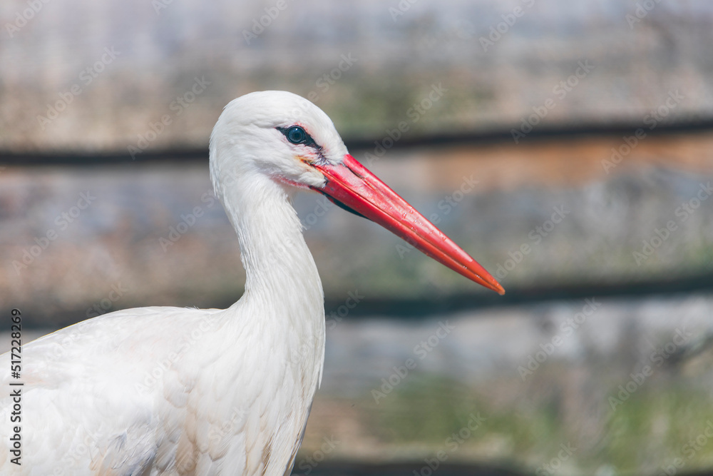 Fototapeta premium The white stork is a large bird in the stork family, Ciconiidae. 
