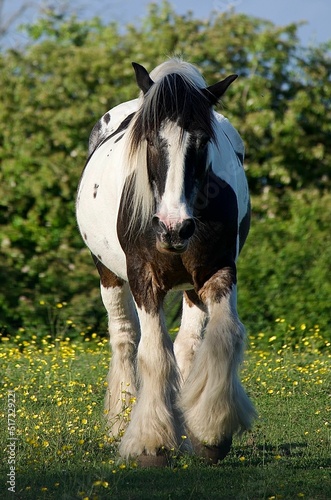 White and brown tinker horse walking in the field photo