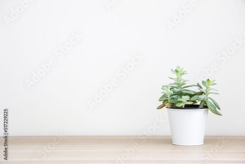 Healthy green Sedum cockerellii succulent house plant (also known as Cockerell’s stonecrop) in a white pot on right side of wooden surface against white wall, decorating interior © Adam