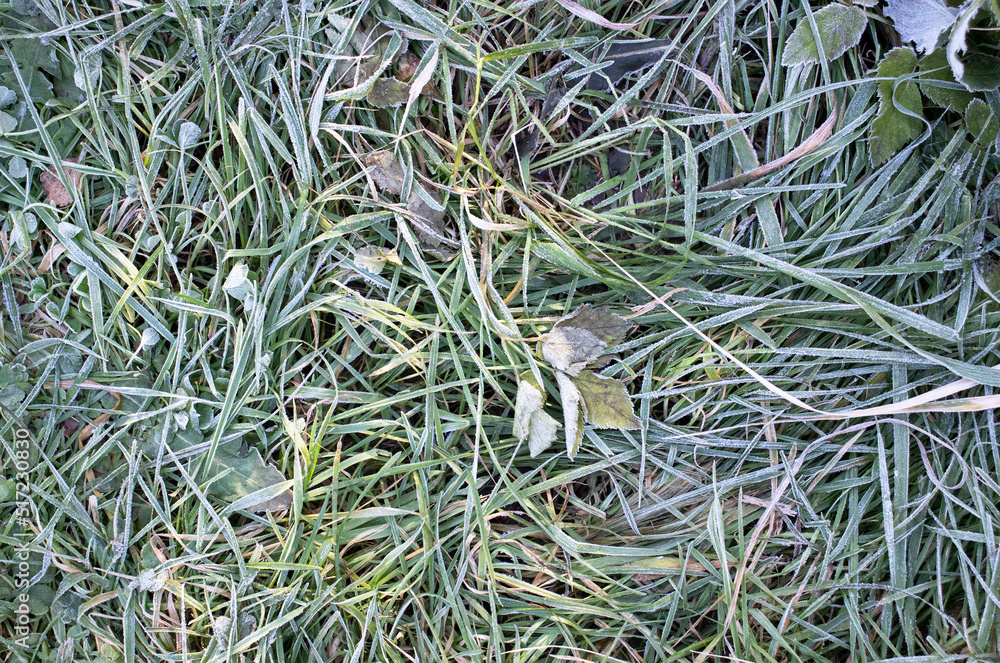 grass background with hoarfrost in late autumn grass background with hoarfrost in late autumn