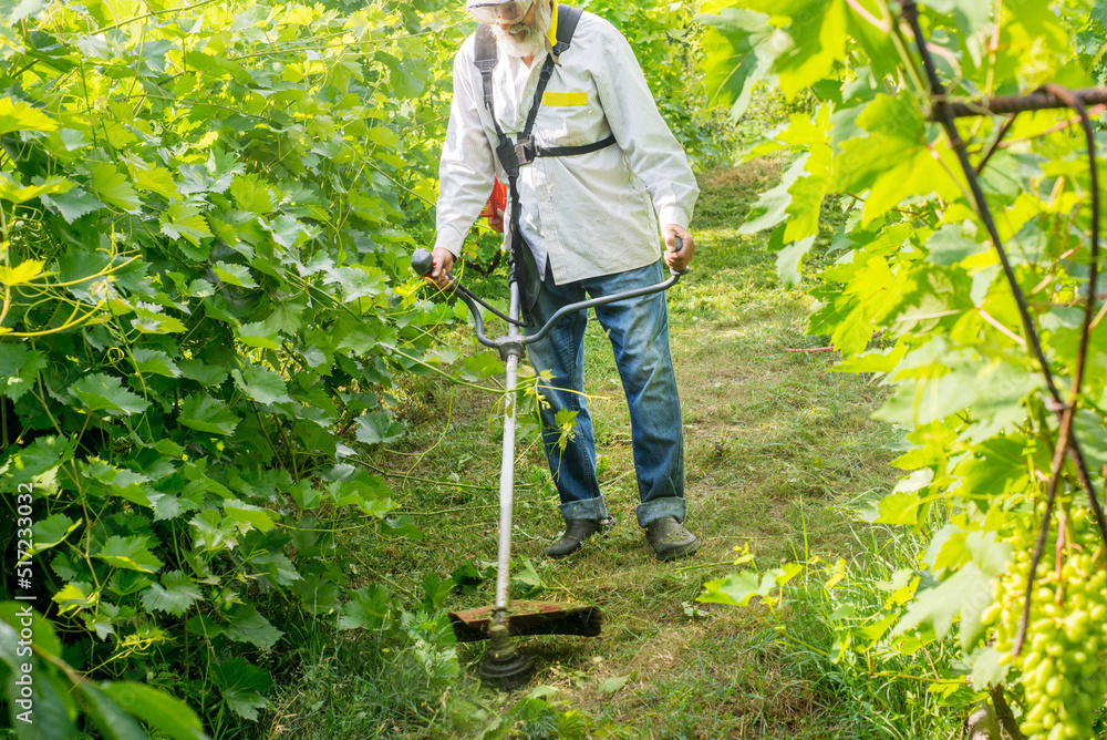 Gardener mows the grass on the garden path with a trimmer. The farmer takes care of the vineyard and garden paths, mows the grass Gardener mows the grass on the garden path with a trimmer. The farmer takes care of the vineyard and garden paths, mows the grass