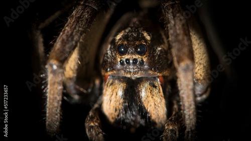 Vászonkép Macro shot of tarantula wolf spider (Lycosa tarantula)