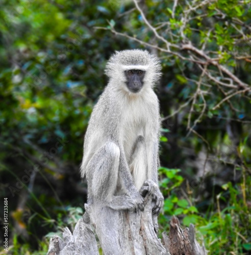 Vervet monkey (Chlorocebus pygerythrus) in Mala Mala Game Reserve, South Africa photo