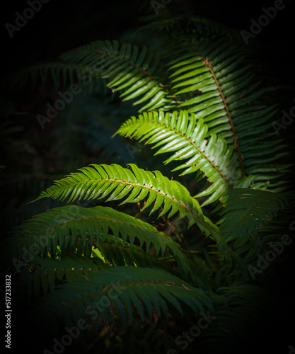 Ferns in the forest. Beautiful ferns leaves green foliage. Natural floral fern background in sunlight.