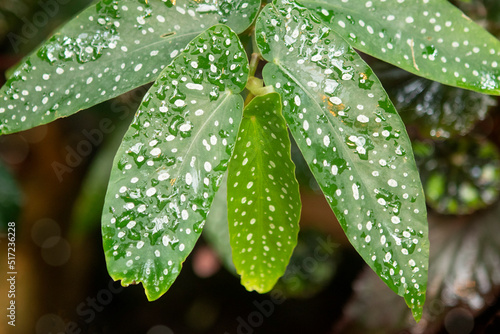 background of green leaves with drops