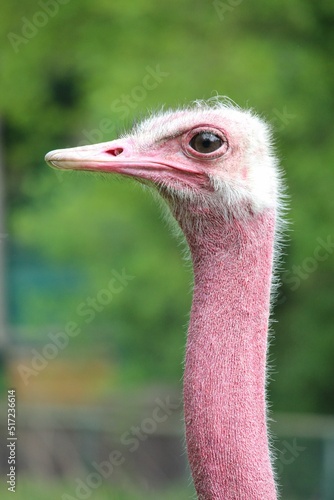 Closeup of a North African ostrich (Struthio camelus camelus) with a red neck