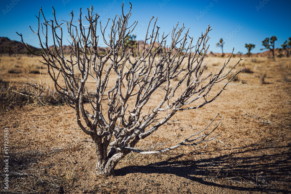 Joshua tree nature and landscape Joshua tree nature and landscape