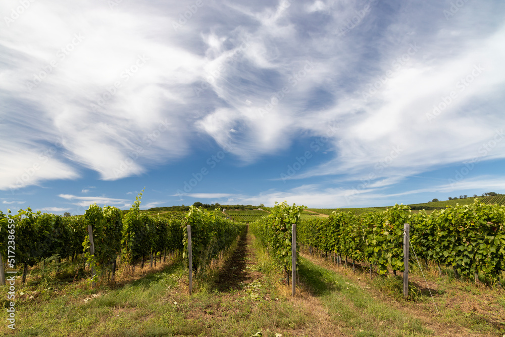 Tokaj landscape with vineyard, Unesco site, Hungary