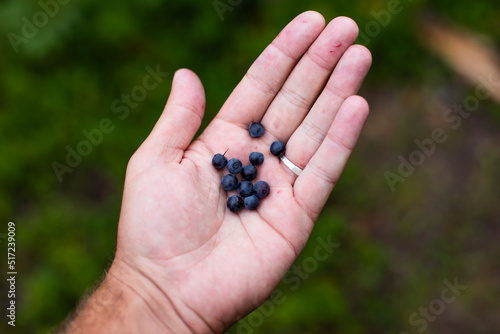 Forest freshly picked blueberries on hand © Міша Мула
