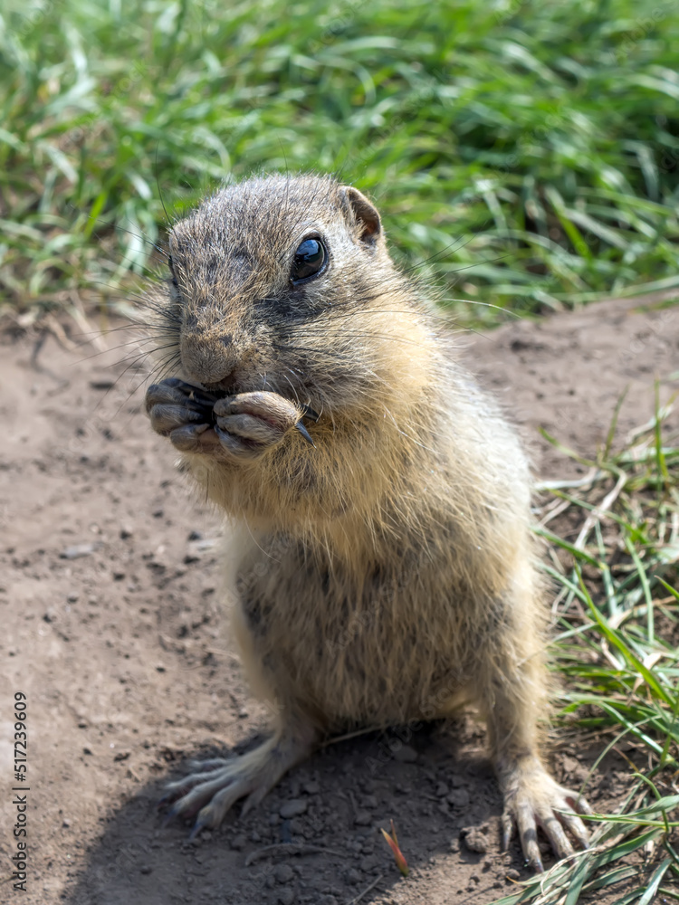 Gopher is standing on its hind legs on the grassy field and eating sunflower seeds Gopher is standing on its hind legs on the grassy field and eating sunflower seeds