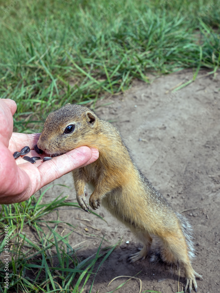 Gopher is standing on its hind legs and begging for food from the hand of a person Gopher is standing on its hind legs and begging for food from the hand of a person
