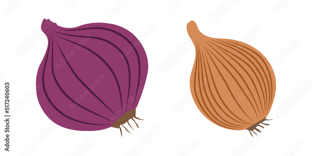 Vector illustration colour onion icon isolated on white background. - obrazy, fototapety, plakaty 