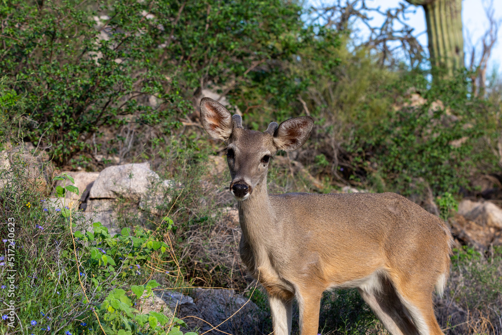 Male Coues whitetail deer, Odocoileus virginianus couesi, a young buck with velvet on his antlers foraging for food in the Sonoran Desert north of Tucson, Arizona, USA. Male Coues whitetail deer, Odocoileus virginianus couesi, a young buck with velvet on his antlers foraging for food in the Sonoran Desert north of Tucson, Arizona, USA.