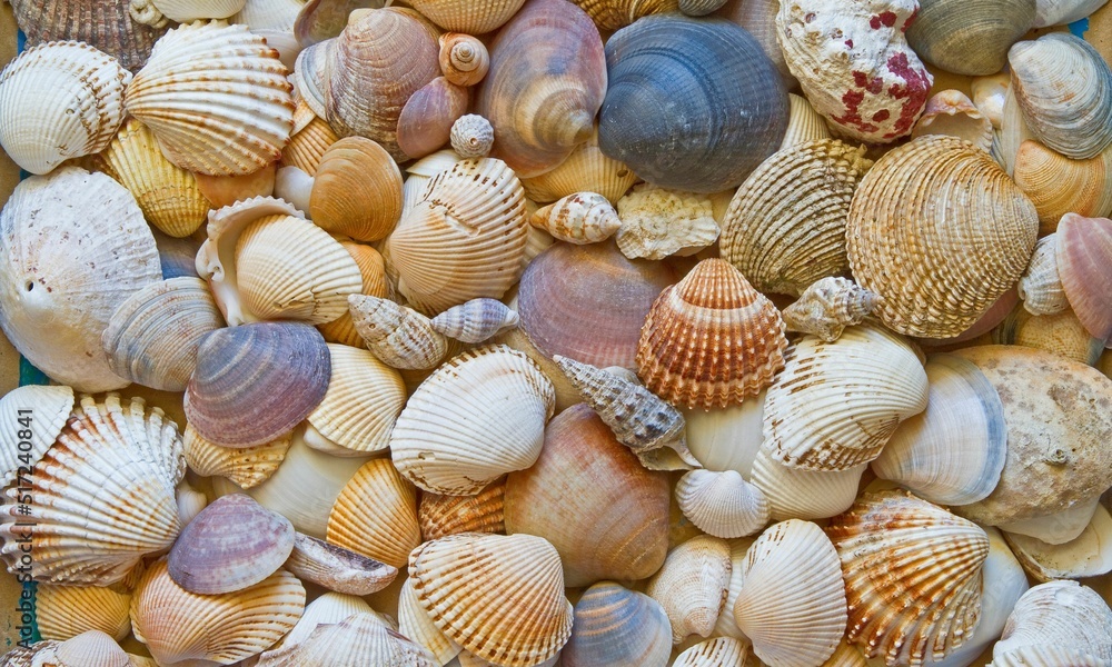 Shell Background Very Cool