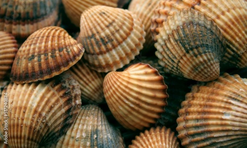 Shell Background Very Cool