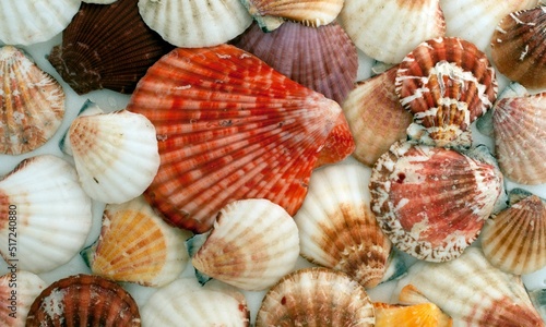 Shell Background Very Cool