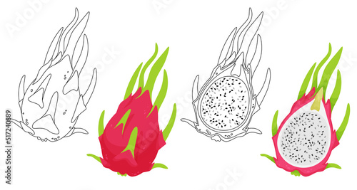Line art. Exotic tropical fruits, whole pitaya and half of pink and white pitahaya, dragon fruit isolated on white background. Vector illustration for postcard, banner, web, adv, design, arts.