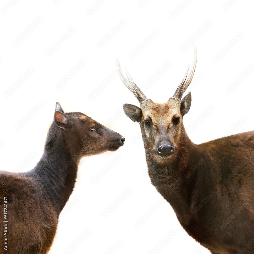 Fototapeta premium portraits Philippine sika deer isolated on white background