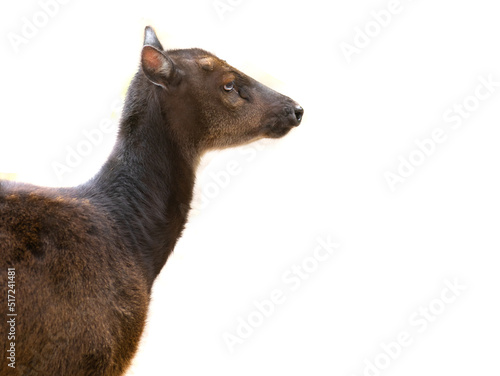  portrait female Philippine sika deer isolated on white background