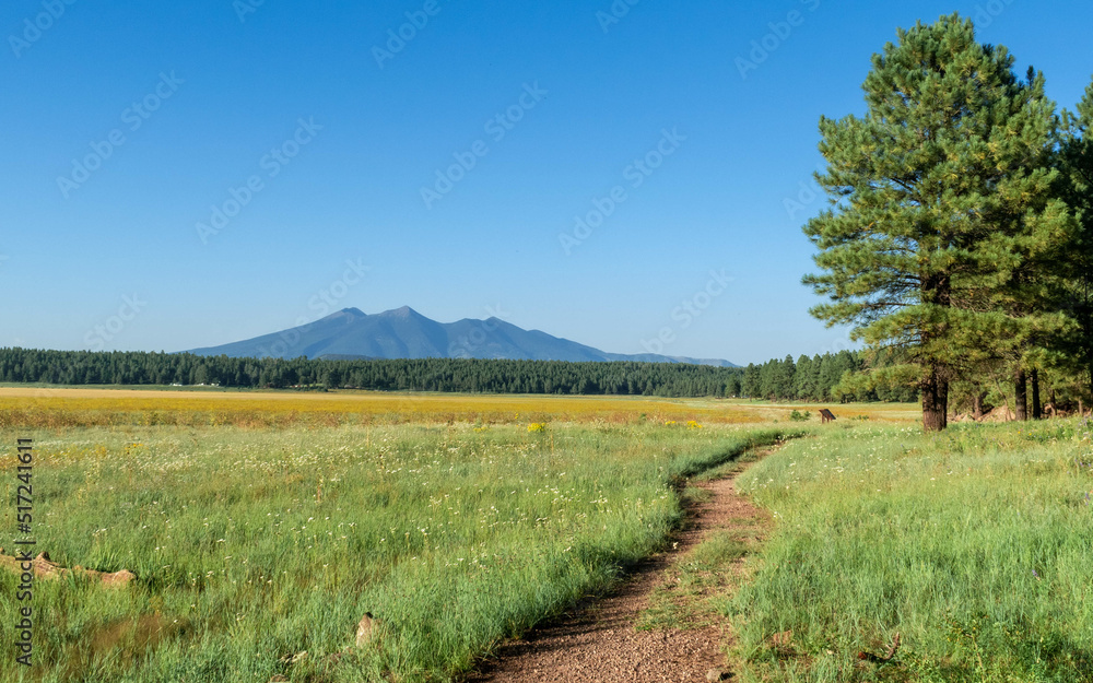 Obraz premium Path through a mountain meadow
