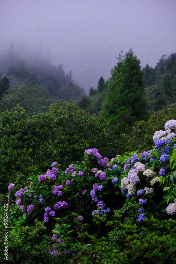 Beautifull flowers of sikkim, flowering plants in Sikkim, tourist attraction, india.