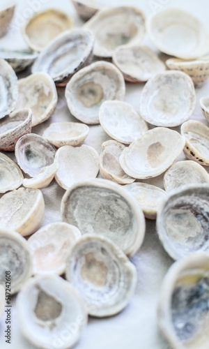 Shell Background Very Cool