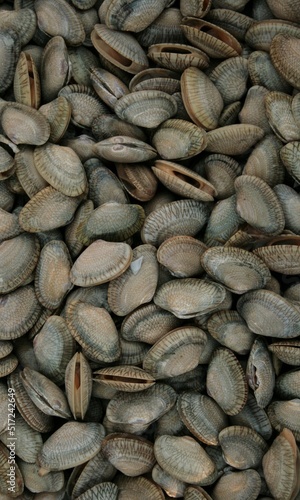 Shell Background Very Cool