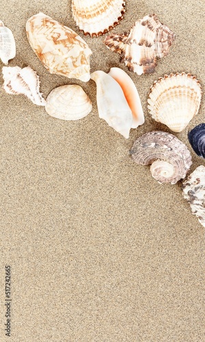 Shell Background Very Cool