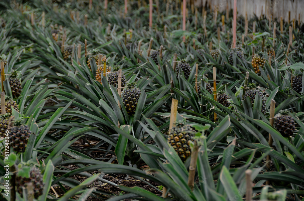 Obraz premium Ananasplantage besonders süß und saftig, auf den Azoren kurz vor der Ernte Insel San Miguel, Azoren