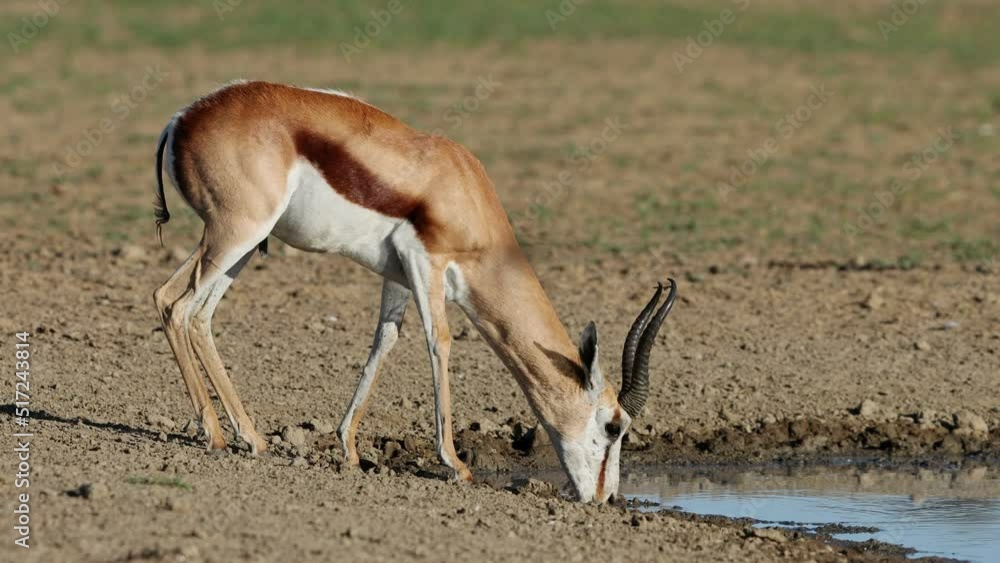 A springbok antelope (Antidorcas marsupialis) drinking at a waterhole, Kalahari desert, South Africa A springbok antelope (Antidorcas marsupialis) drinking at a waterhole, Kalahari desert, South Africa