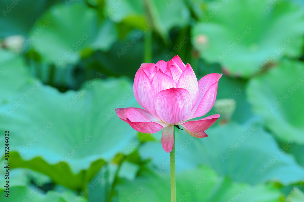 close up on blooming pink lotus flower with green leaves