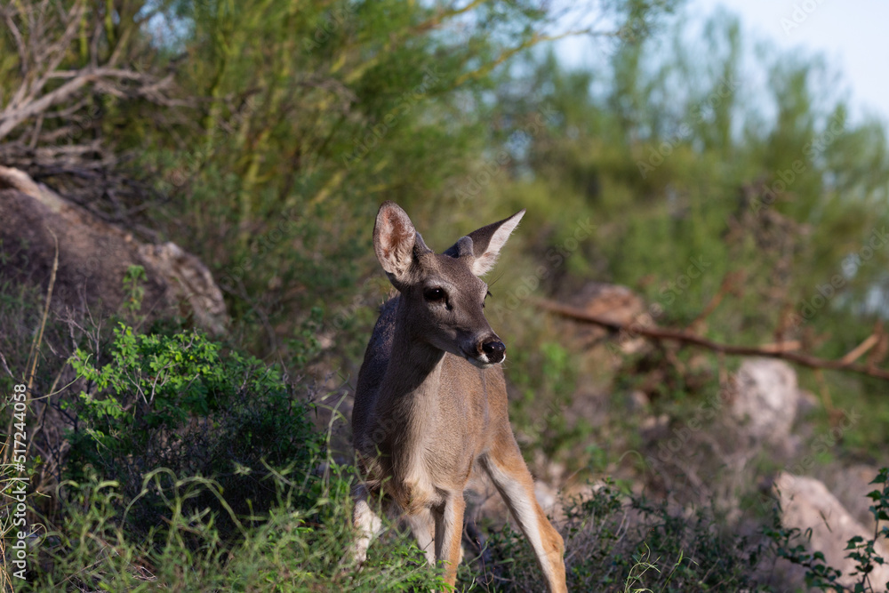 Male Coues whitetail deer, Odocoileus virginianus couesi, a young buck with velvet on his antlers foraging for food in the Sonoran Desert north of Tucson, Arizona, USA. Male Coues whitetail deer, Odocoileus virginianus couesi, a young buck with velvet on his antlers foraging for food in the Sonoran Desert north of Tucson, Arizona, USA.