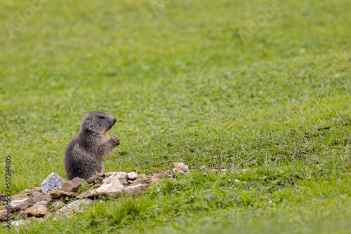 Marmot near Tignes, Tarentaise Valley, Department Savoie, Auvergne-Rhone-Alpes region, France