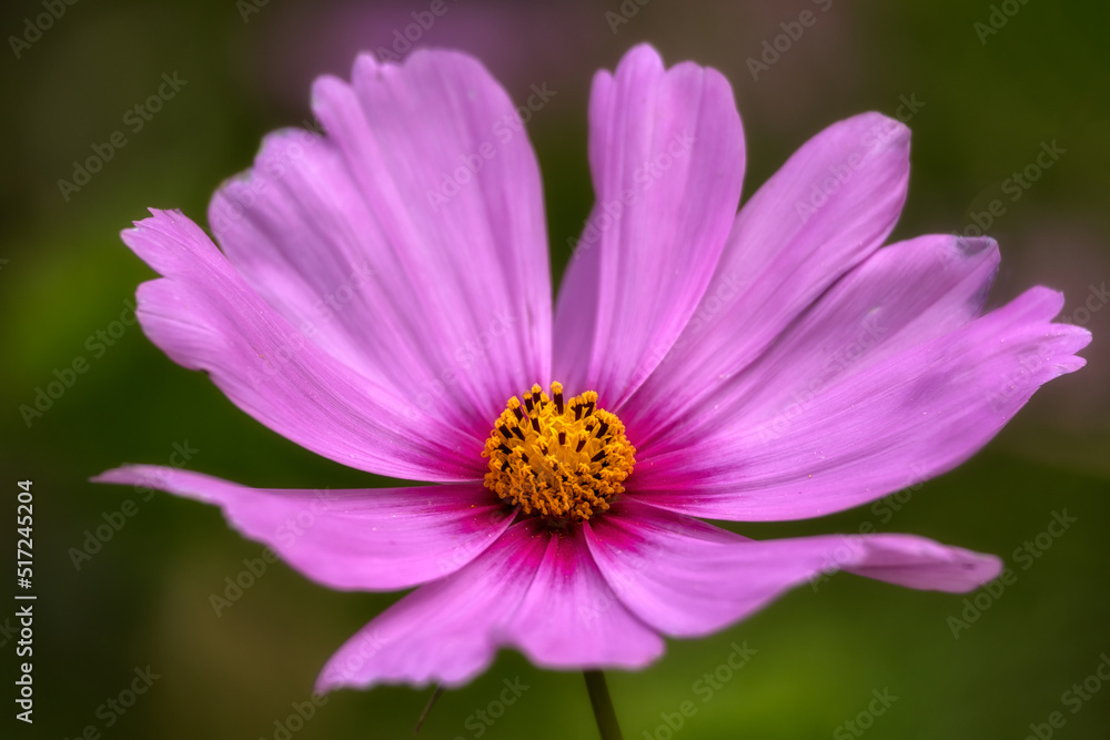 Closeup of single flower of pink Cosmos against difussed green background Closeup of single flower of pink Cosmos against difussed green background