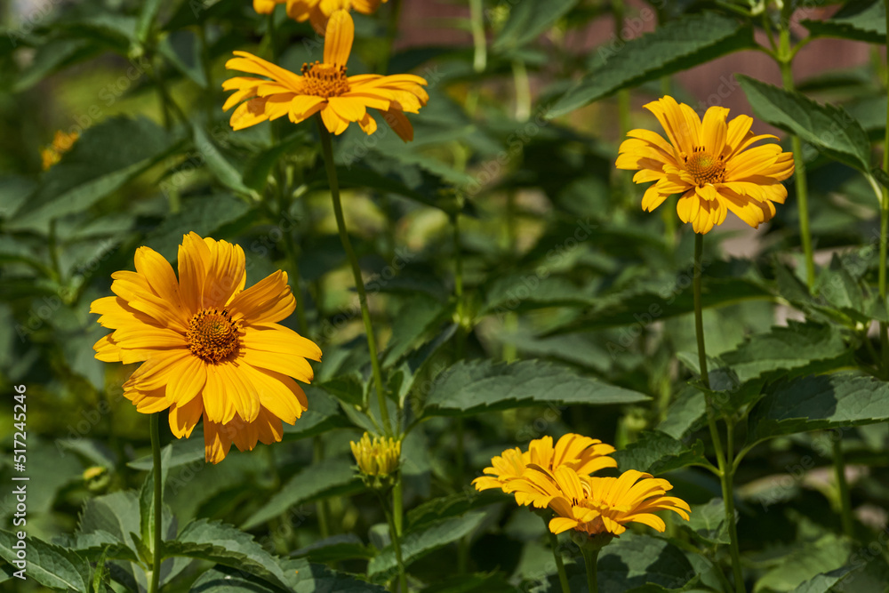 Heliopsis (lat. Heliopsis) is a genus of annual and perennial herbaceous plants of the Asteraceae family (Asteraceae). Heliopsis blooms in the garden. Heliopsis (lat. Heliopsis) is a genus of annual and perennial herbaceous plants of the Asteraceae family (Asteraceae). Heliopsis blooms in the garden.