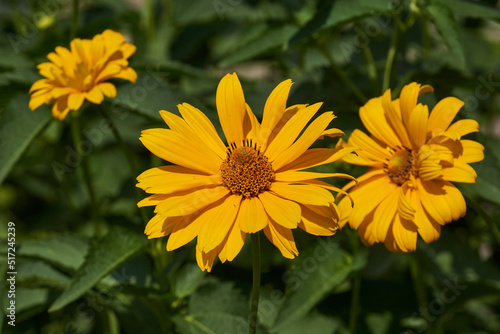 Heliopsis  lat. Heliopsis  is a genus of annual and perennial herbaceous plants of the Asteraceae family  Asteraceae . Heliopsis blooms in the garden.