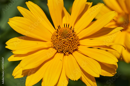 Heliopsis  lat. Heliopsis  is a genus of annual and perennial herbaceous plants of the Asteraceae family  Asteraceae . Heliopsis blooms in the garden.