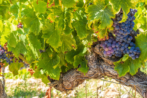 Typical vineyard near Vinsobres, Cotes du Rhone, France photo